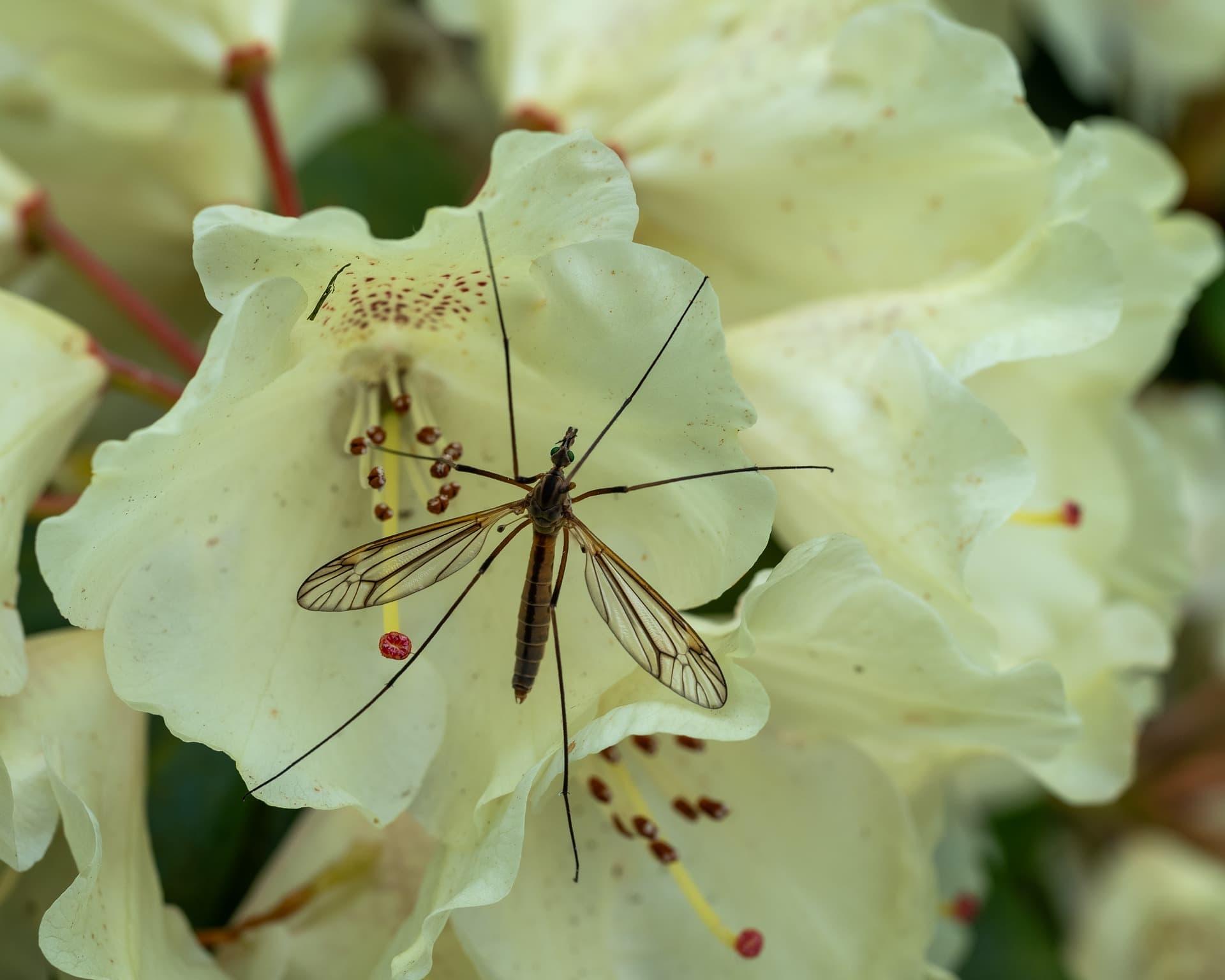 Tipule pose sur une fleur jaune pale aux petales tachetes ailes translucides insecte gracile evoquant la delicatesse la transition douce et l harmonie naturelle