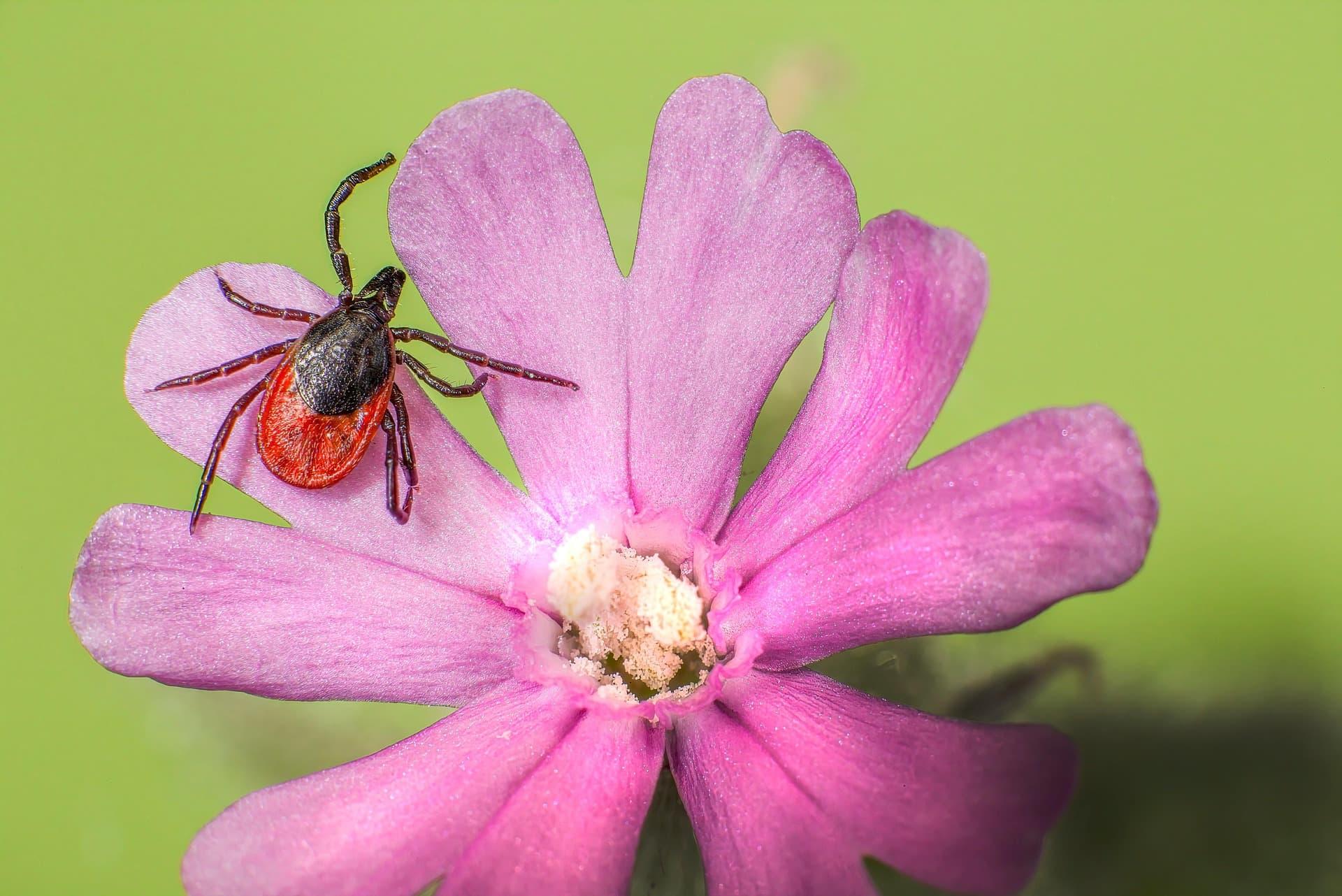 Tique brune sur une fleur rose dans la rubrique symbole spirituel illustrant la vigilance les limites personnelles et la protection energetique