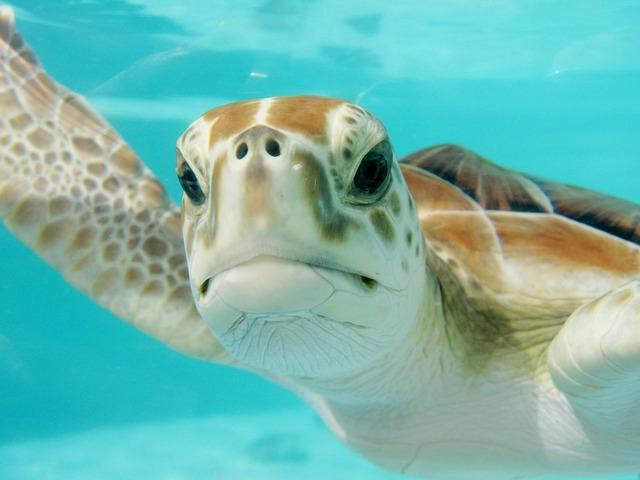 Tortue de mer nageant dans l ocean symbole de sagesse ancienne de fluidite et de guidance intuitive