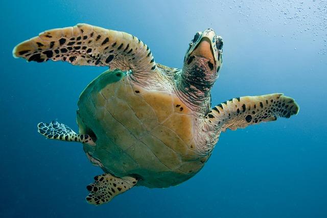 Tortue de mer nageant dans les profondeurs symbole de liberte de sagesse et de fluidite interieure