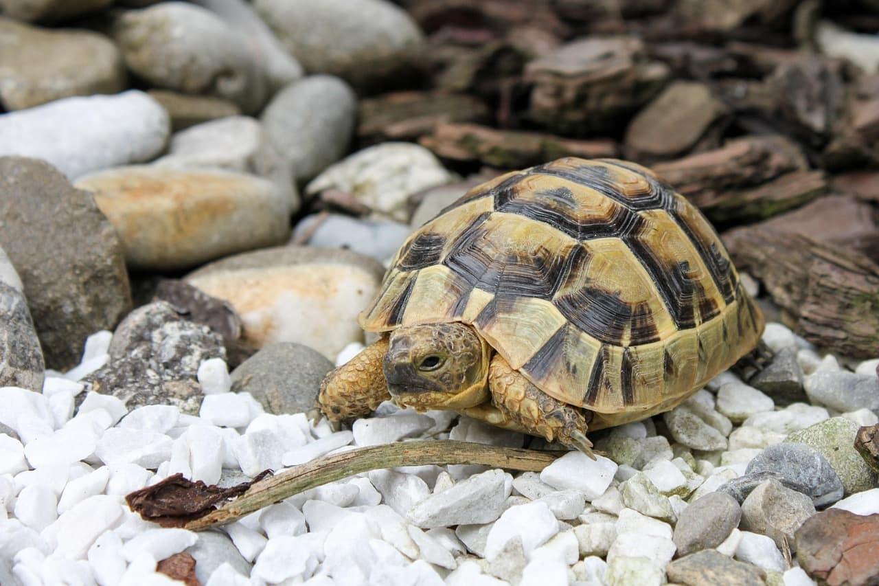 Tortue de terre sur des cailloux symbole de patience et d ancrage