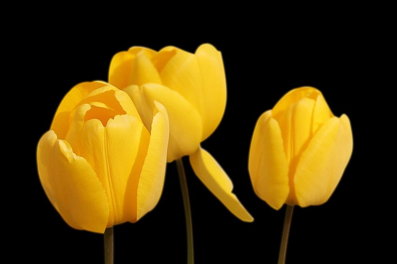 Trois tulipes jaunes eclairees en gros plan sur fond noir en pleine floraison