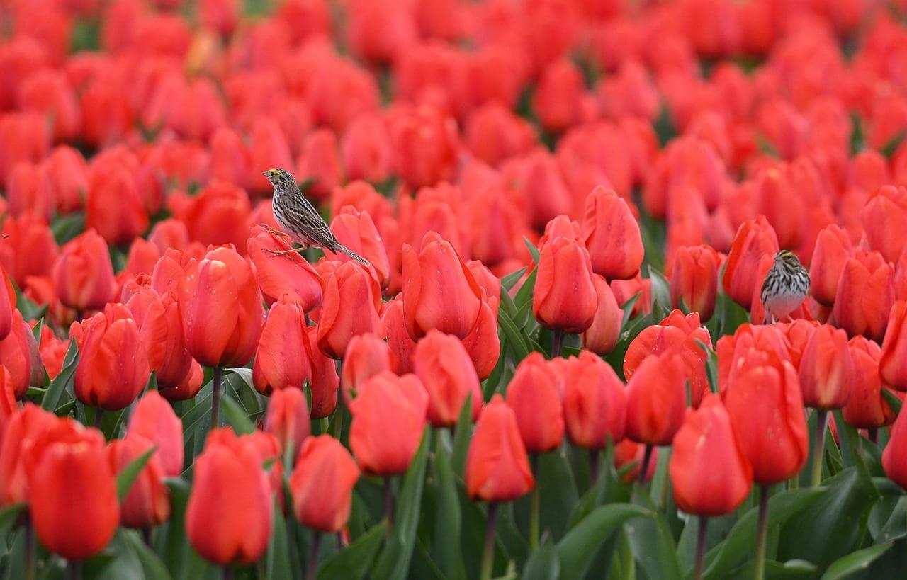 Tulipe rouge en premier plan dans un champ de tulipes avec un oiseau brun parmi les fleurs de printemps