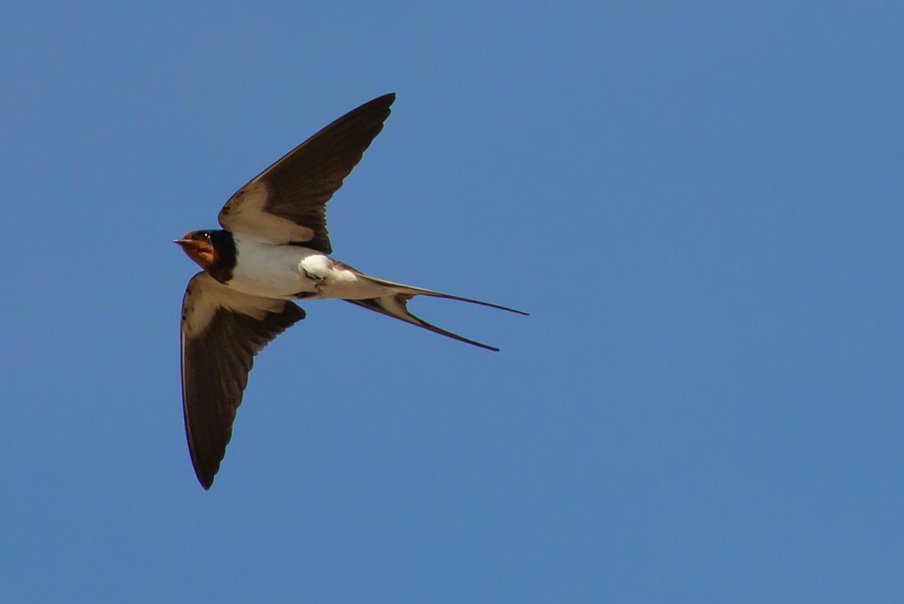 Une hirondelle en plein vol ciel bleu clair lumiere douce